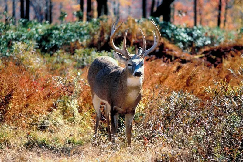 The Time is Here: Statewide Deer Firearms Season Opens Sat. Oct. 17