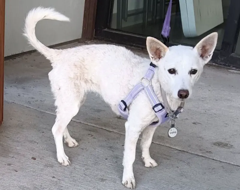 Luna, a small dog missing for over a month in Yellowstone, is reunited with her owners