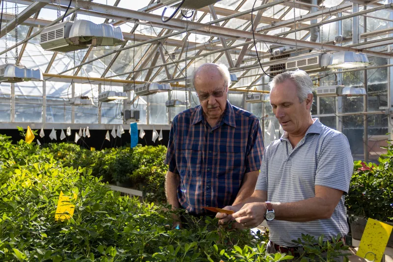 University of Georgia to lead new Feed the Future Innovation Lab for Peanut