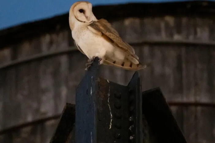 A rare family of barn owls moved into Manhattan's Upper West Side. New Yorkers are captivated