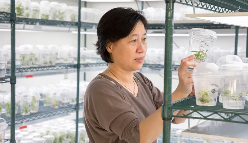 CRISPR shortcut could cut decades from chromosome design in poplars