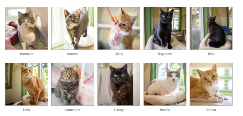 Caturday at Scruffee's: Free adoption event in Holuahoa today