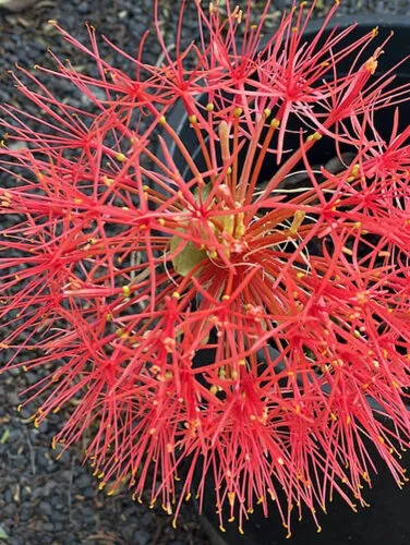 Photo of the Day: Spring Fireball Lily