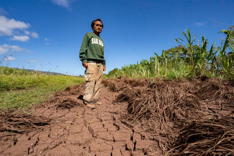 Hawaii's worst flooding in 20 years leaves farmers struggling and fewer veggies at the market