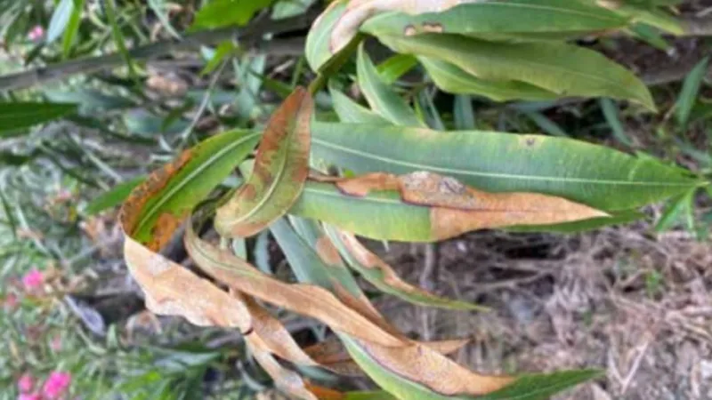 State, University of Hawaii secure more than $322K for plant pathogen detection, biosecurity innovation