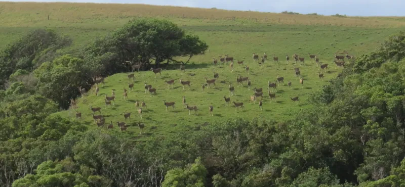 5/21/26 -- AXIS DEER IMPACT SURVEY FOR MAUI, MOLOKA'I, LNA'I