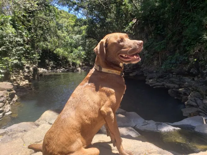 Valley Isle Kennel Club: An old pacemaker can save a dog's life