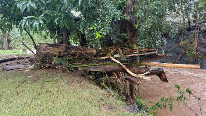 Native forests could help protect Honolulu from flooding