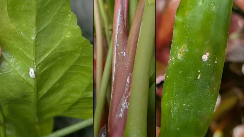 College of Tropical Agriculture and Human Resilience survey aimed at invasive fruit fly management