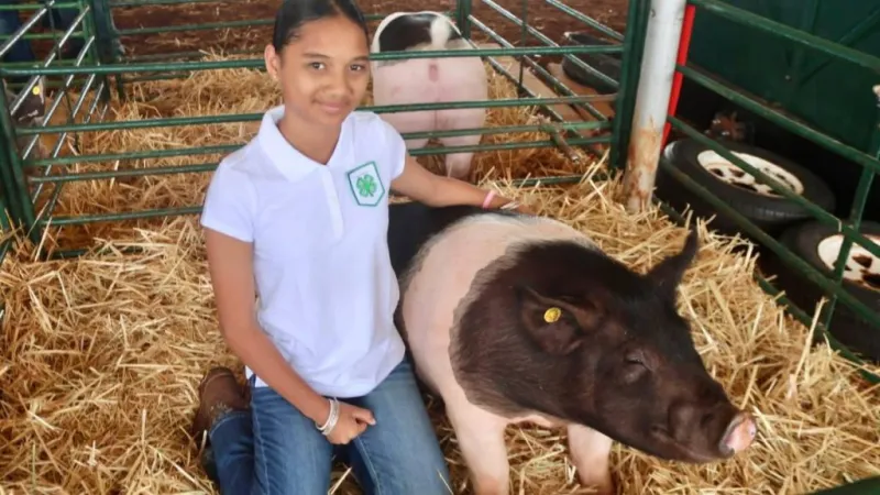 Public invited to attend Hawaii 4-H summer livestock shows throughout islands