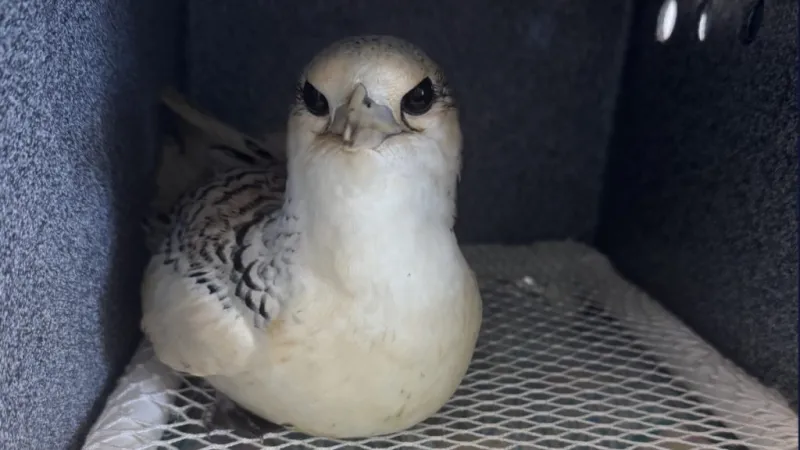 Catch of day during Kauai Mother's Day fishing outing is seabird in distress saved by teen sailor