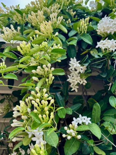 Photo of the Day: Fragrant Stephanotis