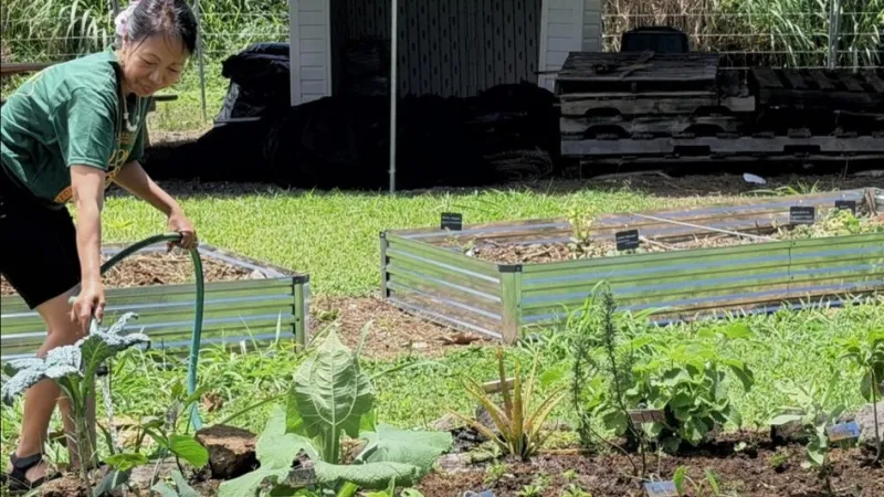Rooted in Indigenous knowledge, three UH Hilo colleges collaborate on Medicinal Garden
