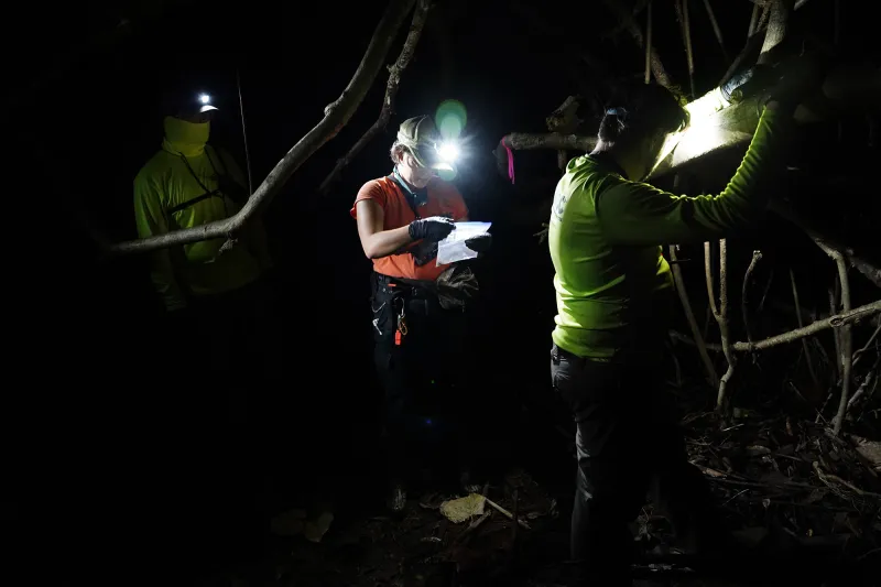 Coqui Frogs: Is Haik The New Hilo? Locals Try To Stop The Spread