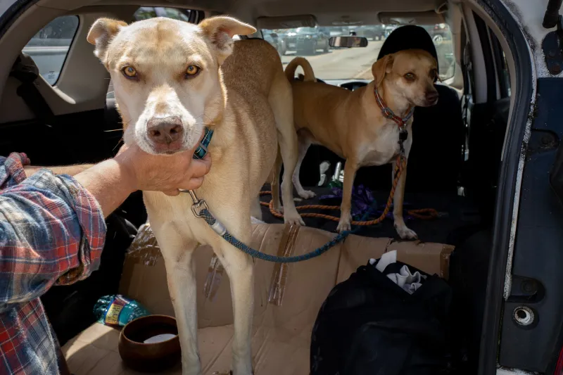 Neal Milner: It's Tough To Be A Dog In Hawaii