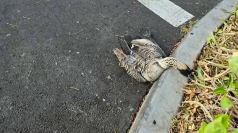 Vehicle runs over 2 endangered nn in Waikloa parking lot, leaving both dead