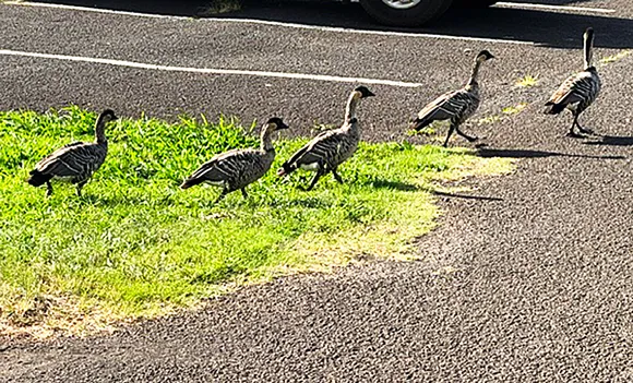 Photo of the Day: Get all your Nene in a row