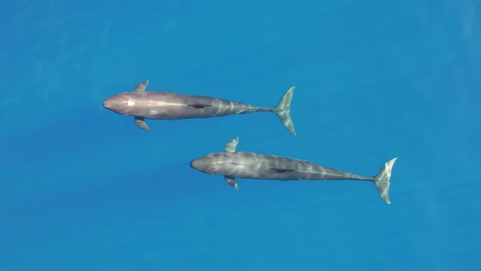 Hawaii's endangered false killer whales show signs of nutritional stress