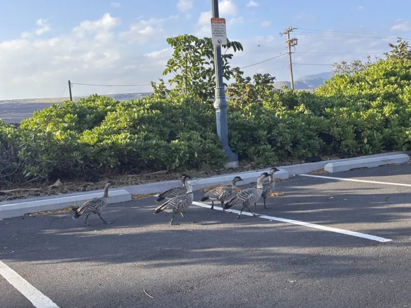 Investigation continues of 2 nn killed by a car in Waikloa, but state says feral cat feeding is main issue