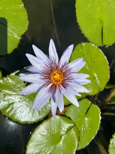 Photo of the Day: A star attraction