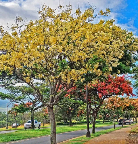 Photo of the Day: Jacarandas going off!