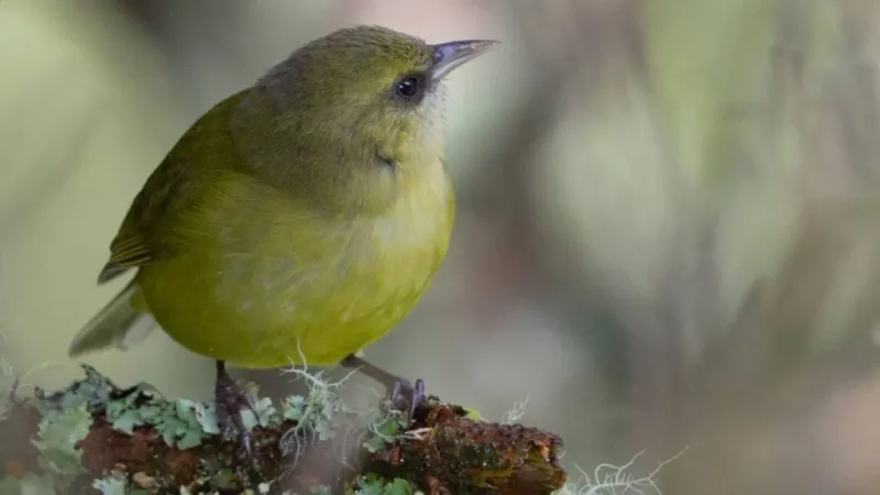 Friends of Hakalau Forest National Wildlife Refuge celebrates Year of the Alaw