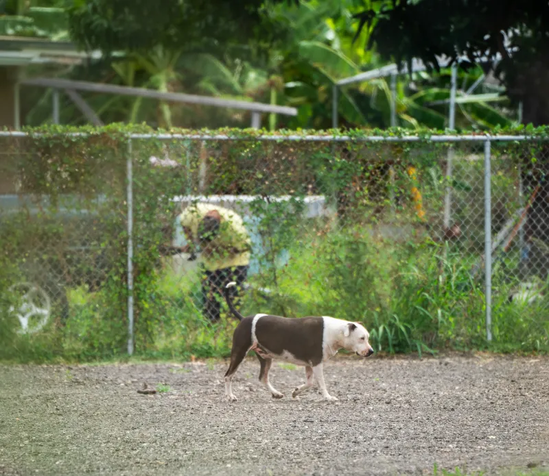 Lawmaker's Dogs Are 'Terrorizing' People, Neighbor Says After Attack