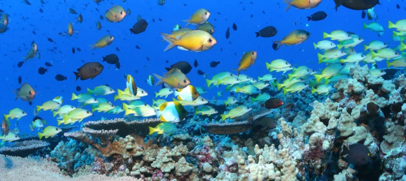 Trump Administration continues attacks on pristine Pacific marine monuments