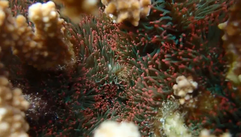 6/12/26 -- COORDINATED RESPONSE TO INVASIVE ANEMONE CONTINUES AT KNEOHE BAY