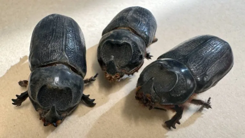 Residents urged to stay alert after invasive coconut rhinoceros beetles detected on Maui