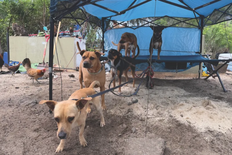 Humane Societies Help Reunite Pets and Owners, Find Foster Homes After Kona Low Storms
