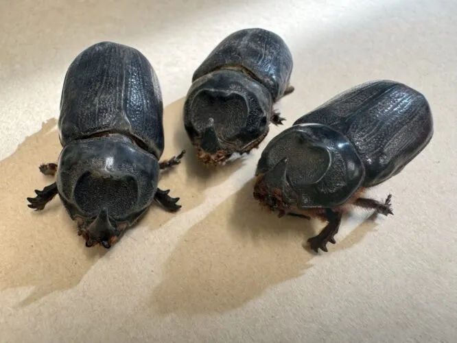 Dead coconut rhinoceros beetles found in Waikapu traps