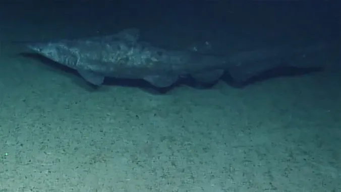 Rare, deep-sea goblin shark observed in natural habitat