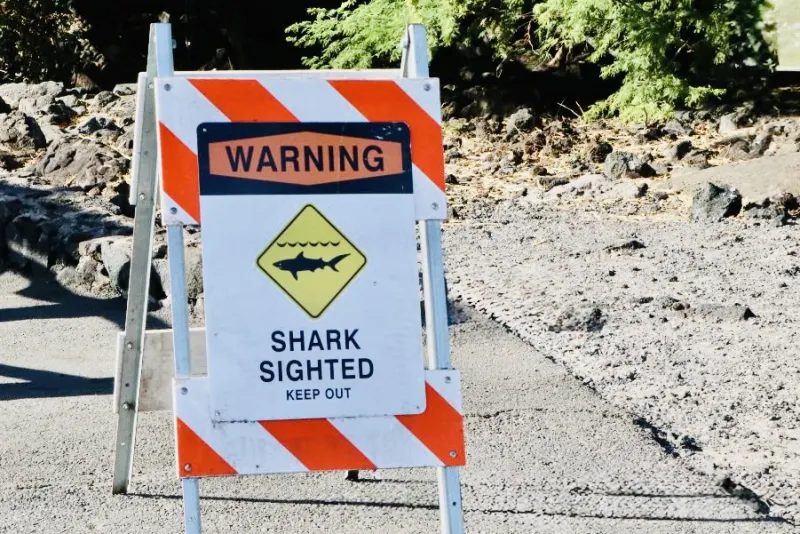Denby Fawcett: When A Shark Comes To Your Neighborhood