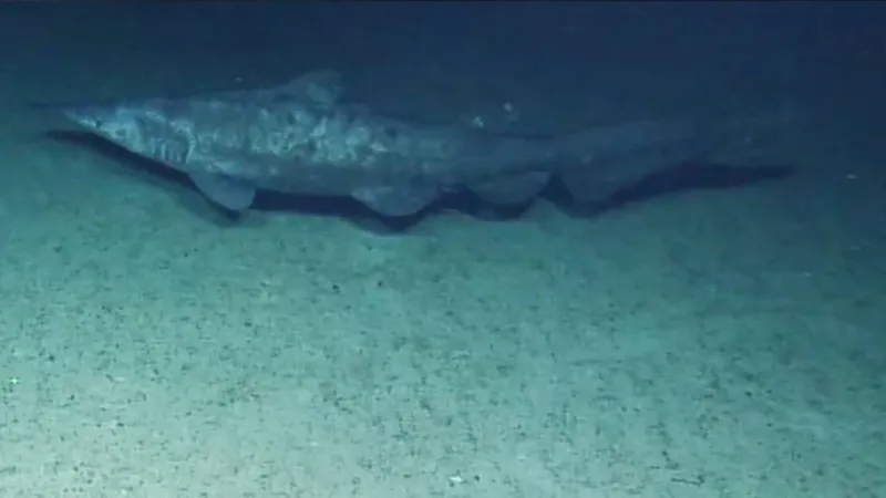 University of Hawaii oceanographers report first live observations of the elusive goblin shark