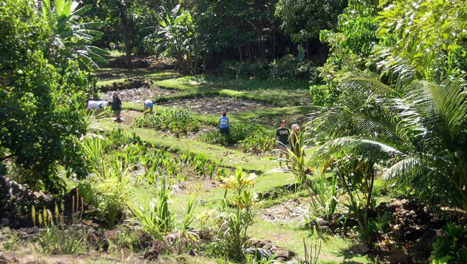 Ka Wai Ola: New graduate certificate in Indigenous planning