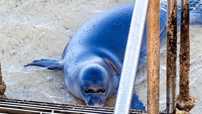 Images of the Week: Monk seals