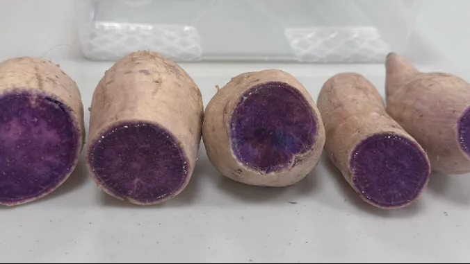 UH lab builds clean seed pipeline for Okinawan sweetpotatoes