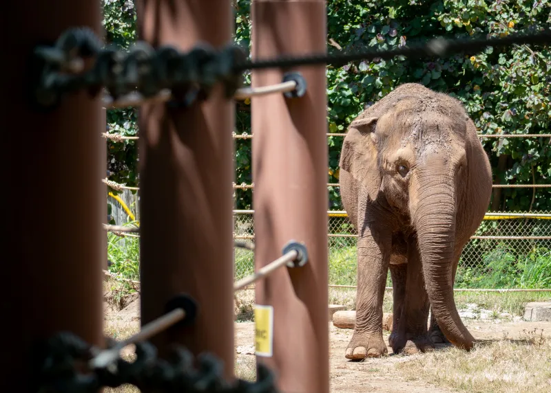 Should Animals Have Human Rights? Hawai'i Court To Decide