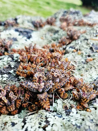 Photo of the Day: Micro Succulents