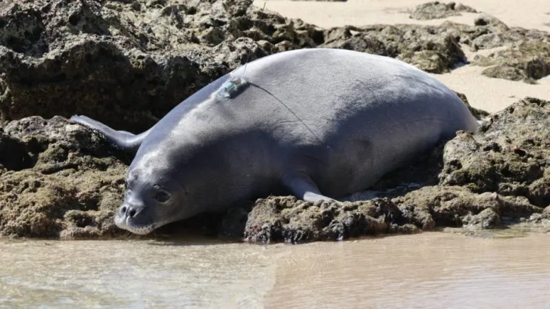 State news briefs for June 21: Monk seal pup relocated, 4th annual Hawaii Made, mental health licensure