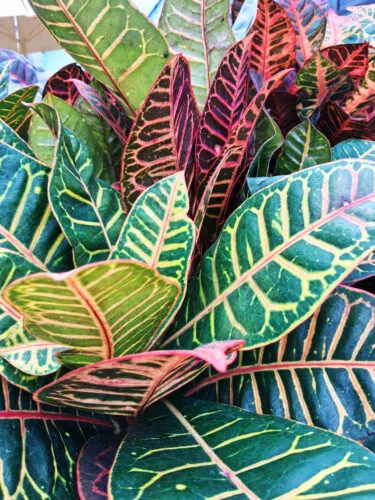 Photo of the Day: Wonders of Croton