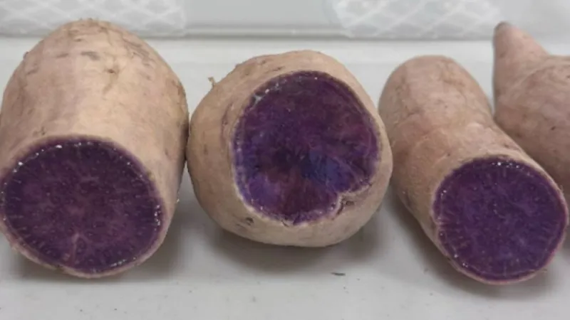 Nation's clean seed lab for Okinawan sweet potatoes, important heritage uala at University of Hawaii