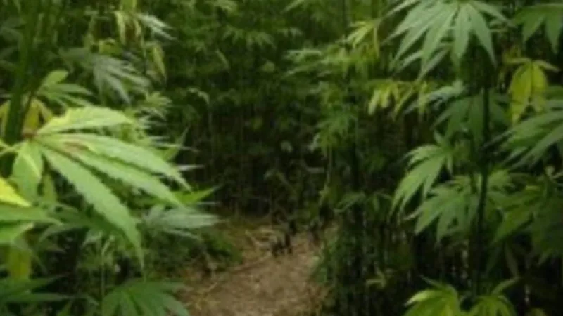Enforcement begins July 1 for statewide hemp retailer and distributor registration requirements