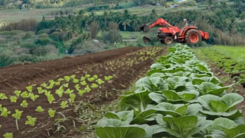 Community invited to learn more about how to grow vegetables in Hawaii