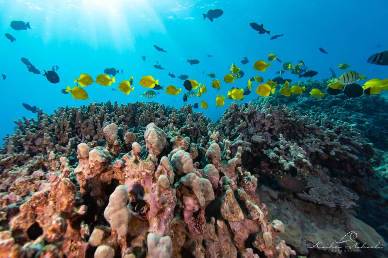 6/26/26 -- KAPLEHU MARINE RESERVE REOPENING DELAYED UNTIL LATER THIS YEAR