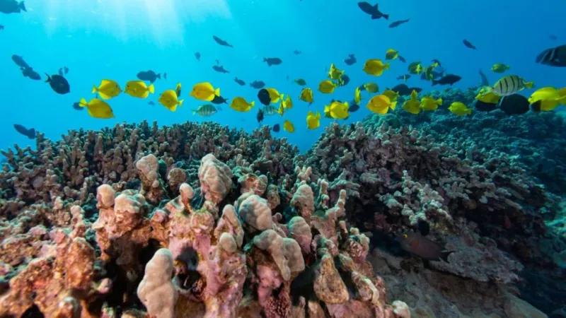 Kaplehu Marine Reserve reopening delayed