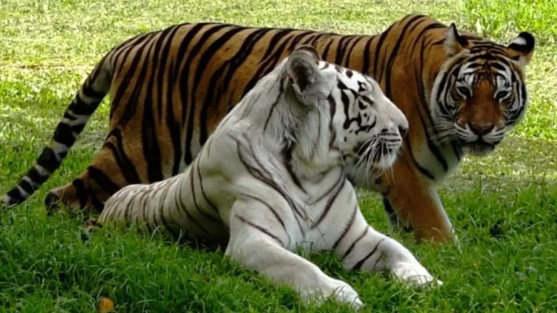 Tiger Fun Day returns in July at Pana'ewa Rainforest Zoo and Gardens in Hilo