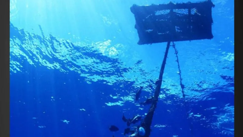 New study reveals global tuna fishing practices have created risks to the world's marine protected areas