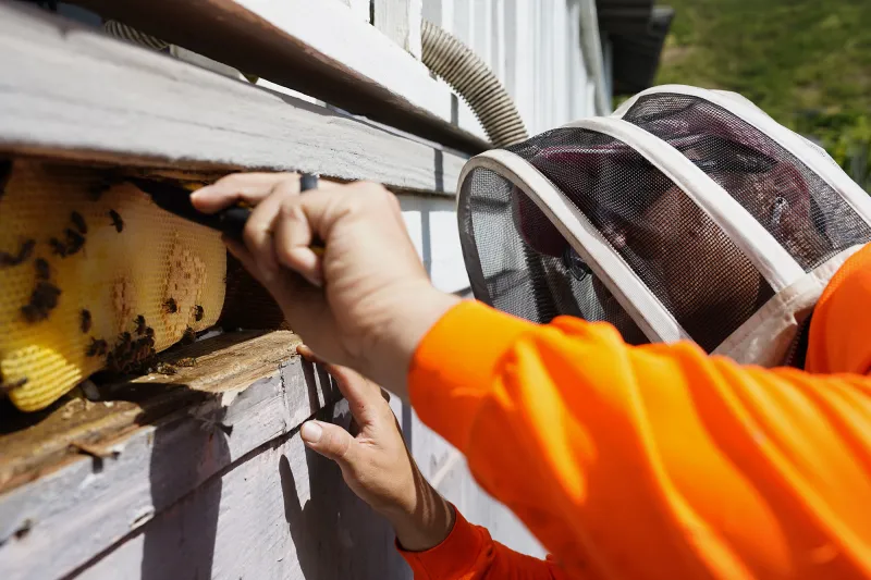 Honolulu Honeybees Are Swarming. Yes, That's A Good Thing